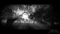 Witches Tree