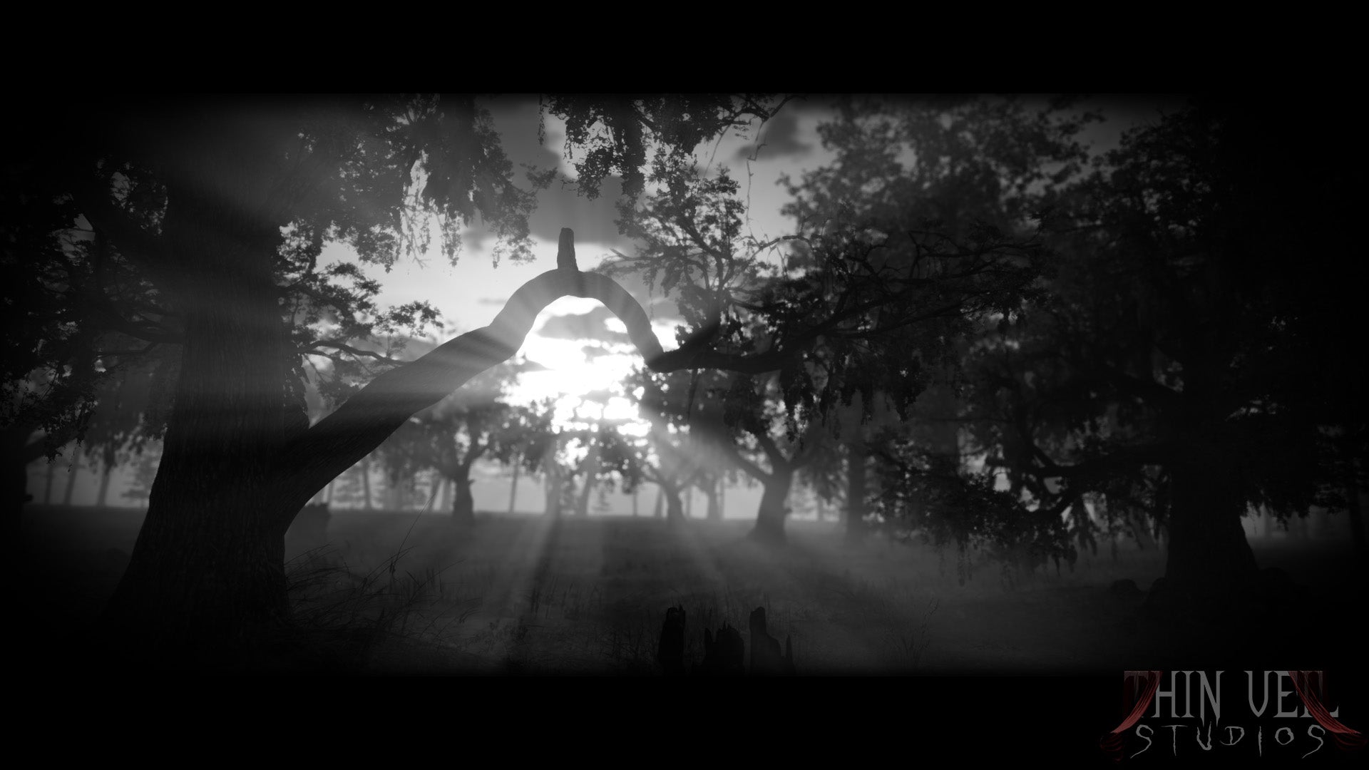 Witches Tree